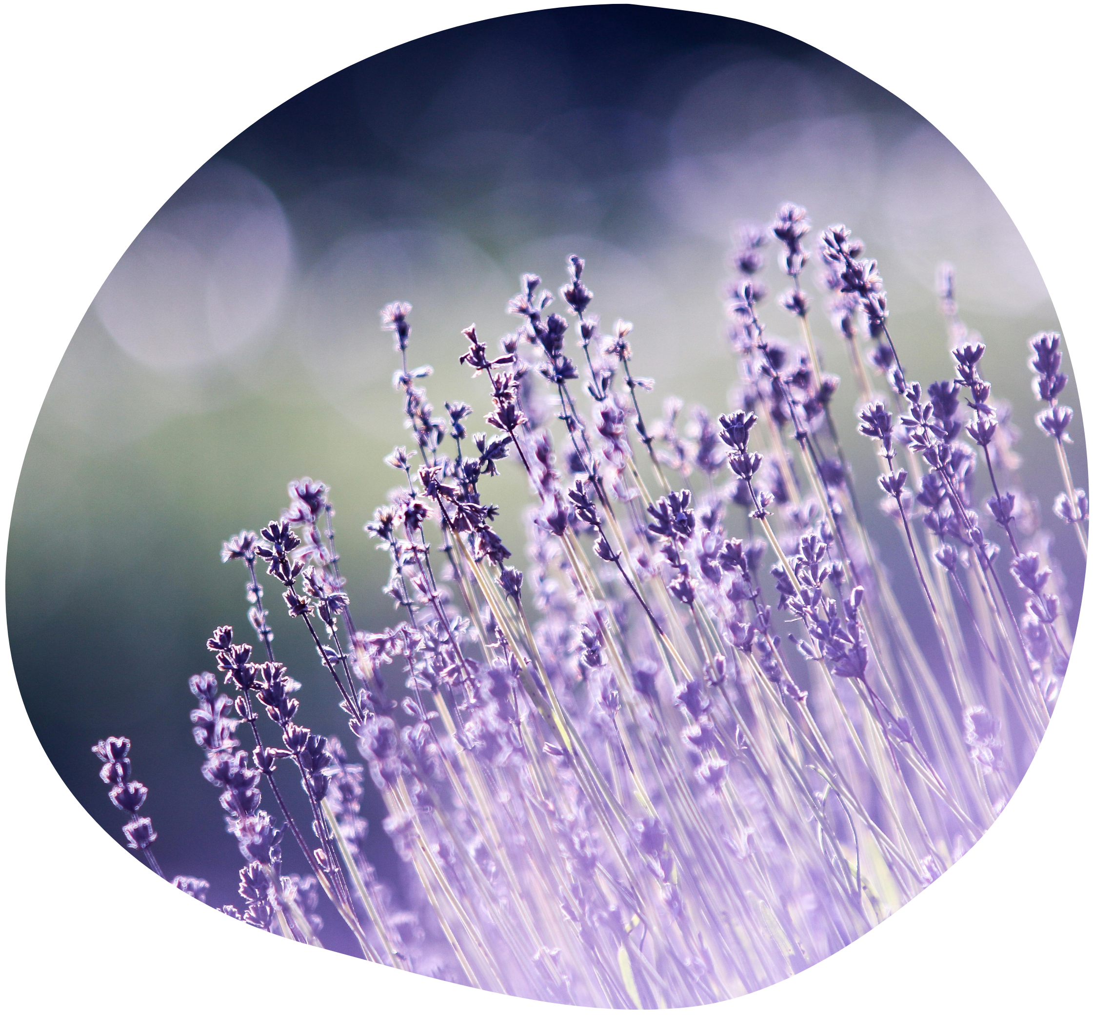 lemaire-act-therapist